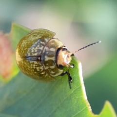 Paropsisterna cloelia at Ainslie, ACT - 28 Jan 2024