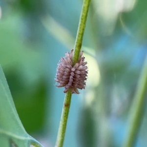 Paropsis atomaria at Ainslie, ACT - 28 Jan 2024