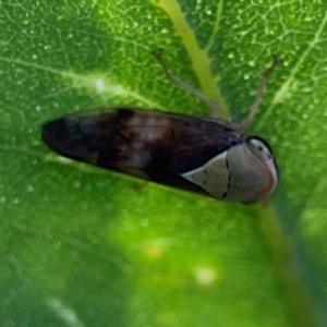 Brunotartessus fulvus at Ainslie, ACT - 28 Jan 2024