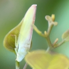 Reuplemmeles hobartensis (An Iassinae leafhopper) at Ainslie, ACT - 28 Jan 2024 by Hejor1