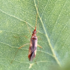 Miridae (family) (Unidentified plant bug) at Ainslie, ACT - 28 Jan 2024 by Hejor1