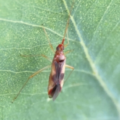 Miridae (family) at Ainslie, ACT - 28 Jan 2024 06:23 PM