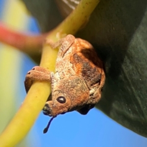 Gonipterus sp. (genus) at Ainslie, ACT - 28 Jan 2024