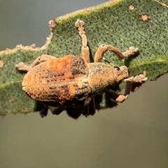 Gonipterus sp. (genus) at Ainslie, ACT - 28 Jan 2024