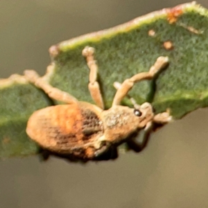 Gonipterus sp. (genus) at Ainslie, ACT - 28 Jan 2024