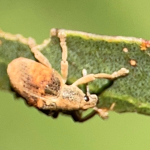 Gonipterus sp. (genus) at Ainslie, ACT - 28 Jan 2024