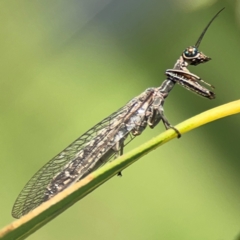 Theristria delicatula (A Mantidfly) at Ainslie, ACT - 28 Jan 2024 by Hejor1