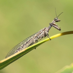 Theristria delicatula at Ainslie, ACT - 28 Jan 2024