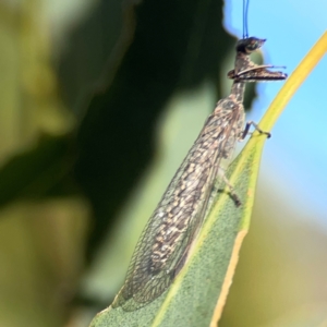 Theristria delicatula at Ainslie, ACT - 28 Jan 2024