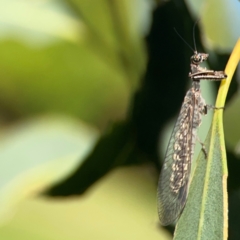 Theristria delicatula at Ainslie, ACT - 28 Jan 2024