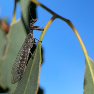 Theristria delicatula at Ainslie, ACT - 28 Jan 2024