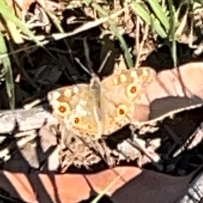 Junonia villida (Meadow Argus) at Ainslie, ACT - 28 Jan 2024 by Hejor1