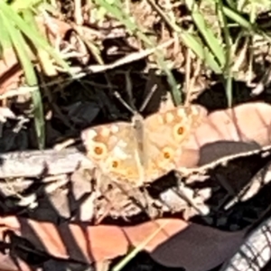 Junonia villida at Ainslie, ACT - 28 Jan 2024