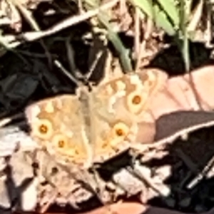 Junonia villida at Ainslie, ACT - 28 Jan 2024