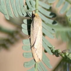 Telocharacta metachroa at Ainslie, ACT - 28 Jan 2024 06:33 PM