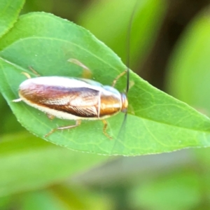 Balta bicolor at Ainslie, ACT - 28 Jan 2024