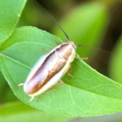 Balta bicolor at Ainslie, ACT - 28 Jan 2024 06:43 PM