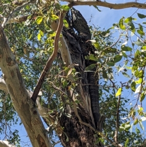 Varanus varius at Burrinjuck, NSW - suppressed