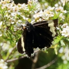 Eutrichopidia latinus (Yellow-banded Day-moth) at GG182 - 21 Jan 2024 by KMcCue