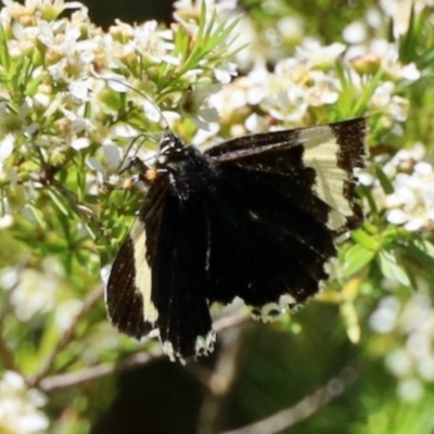 Eutrichopidia latinus (Yellow-banded Day-moth) at GG182 - 22 Jan 2024 by KMcCue