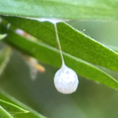 Araneae (order) (Unidentified spider) at Ainslie, ACT - 28 Jan 2024 by Hejor1