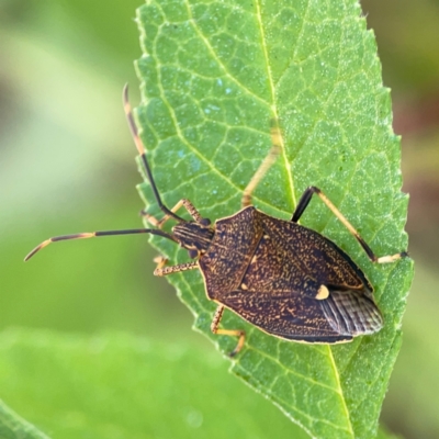 Poecilometis strigatus (Gum Tree Shield Bug) at QPRC LGA - 28 Jan 2024 by Hejor1