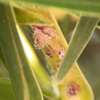 Scolypopa australis (Passionvine hopper, Fluffy bum) at QPRC LGA - 28 Jan 2024 by Hejor1