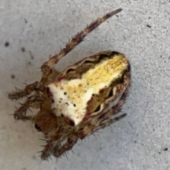 Unidentified Orb-weaving spider (several families) at Surf Beach, NSW - 28 Jan 2024 by Hejor1