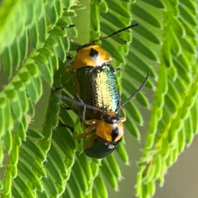 Aporocera (Aporocera) consors (A leaf beetle) at Surf Beach, NSW - 28 Jan 2024 by Hejor1