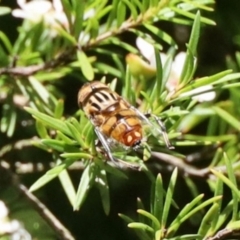 Eristalinus punctulatus (Golden Native Drone Fly) at GG182 - 21 Jan 2024 by KMcCue