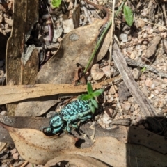 Chrysolopus spectabilis (Botany Bay Weevil) at Burrinjuck, NSW - 28 Jan 2024 by Bidge