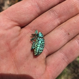 Chrysolopus spectabilis at Burrinjuck, NSW - 28 Jan 2024