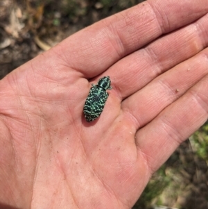 Chrysolopus spectabilis at Burrinjuck, NSW - 28 Jan 2024