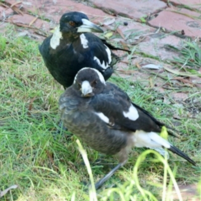 Gymnorhina tibicen (Australian Magpie) at GG182 - 21 Jan 2024 by KMcCue