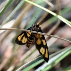 Amata (genus) (Handmaiden Moth) at Aranda, ACT - 21 Jan 2024 by KMcCue