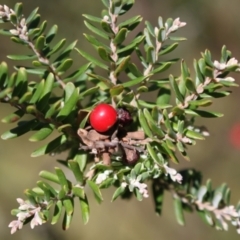 Acrothamnus hookeri at Kosciuszko National Park - 28 Jan 2024