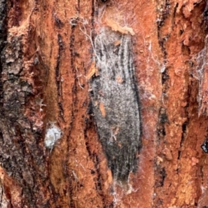 Chelepteryx collesi at Curtin, ACT - 24 Jan 2024