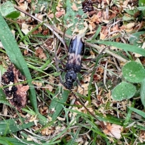 Phoracantha semipunctata at Curtin, ACT - 24 Jan 2024