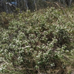 Platysace lanceolata (Shrubby Platysace) at Tidbinbilla Nature Reserve - 22 Jan 2024 by WalterEgo