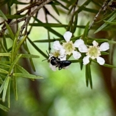 Unidentified Bee (Hymenoptera, Apiformes) at Aranda, ACT - 25 Jan 2024 by KMcCue