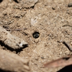 Lasioglossum (Chilalictus) sp. (genus & subgenus) (Halictid bee) at Murray Gorge, NSW - 27 Jan 2024 by VanceLawrence
