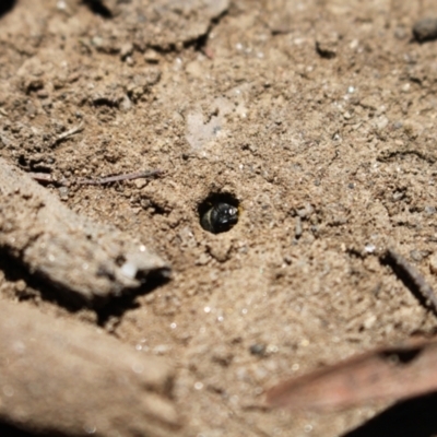 Lasioglossum (Chilalictus) sp. (genus & subgenus) (Halictid bee) at Kosciuszko National Park - 27 Jan 2024 by VanceLawrence