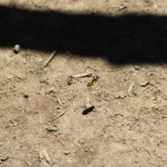 Lasioglossum (Chilalictus) sp. (genus & subgenus) at Kosciuszko National Park - 27 Jan 2024