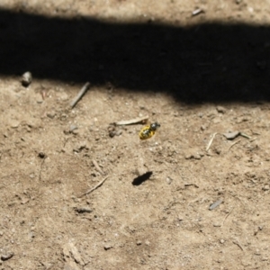 Lasioglossum (Chilalictus) sp. (genus & subgenus) at Kosciuszko National Park - 27 Jan 2024