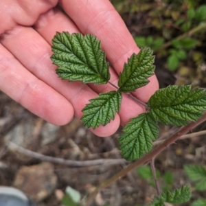 Rubus parvifolius at Tidbinbilla Nature Reserve - 22 Jan 2024 10:51 AM