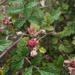 Rubus parvifolius at Tidbinbilla Nature Reserve - 22 Jan 2024 10:51 AM