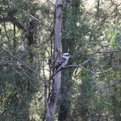 Dacelo novaeguineae (Laughing Kookaburra) at Murray Gorge, NSW - 26 Jan 2024 by VanceLawrence