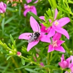 Apiformes (informal group) (Unidentified bee) at GG182 - 25 Jan 2024 by KMcCue