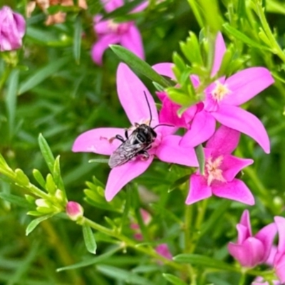 Apiformes (informal group) (Unidentified bee) at Aranda, ACT - 25 Jan 2024 by KMcCue