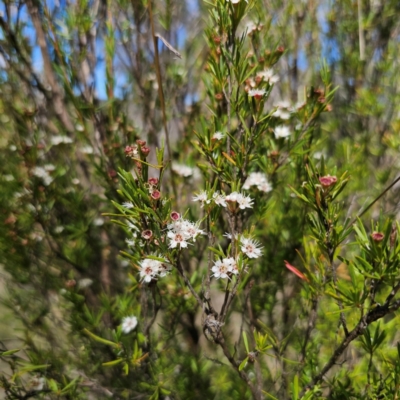 Kunzea ericoides (Burgan) at QPRC LGA - 28 Jan 2024 by Csteele4